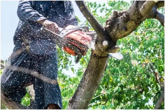 tree services Reedsport